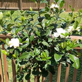 Photo of the plant species Aimee Gardenia by @CalmBogbirch named Aimee on Greg, the plant care app