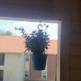 Photo of the plant species Mandevilla boliviensis by @BusyMinikitty named Xena on Greg, the plant care app