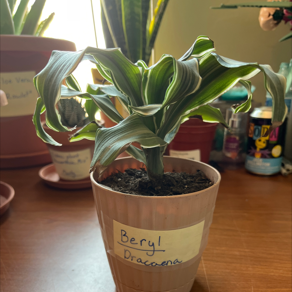Beryl