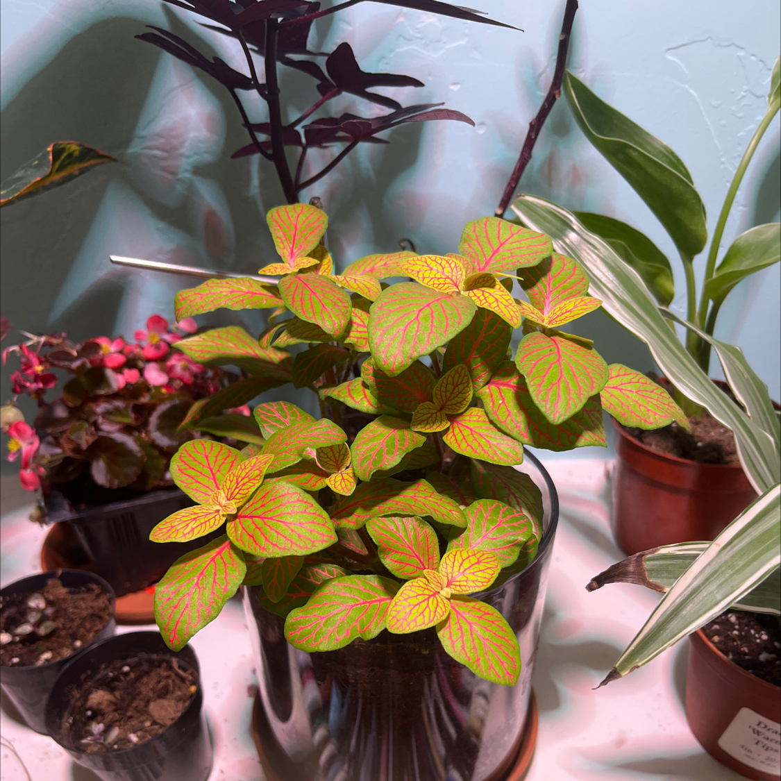 Photo of the plant species Fittonia 'Flammule' by @News13 named Xena on Greg, the plant care app
