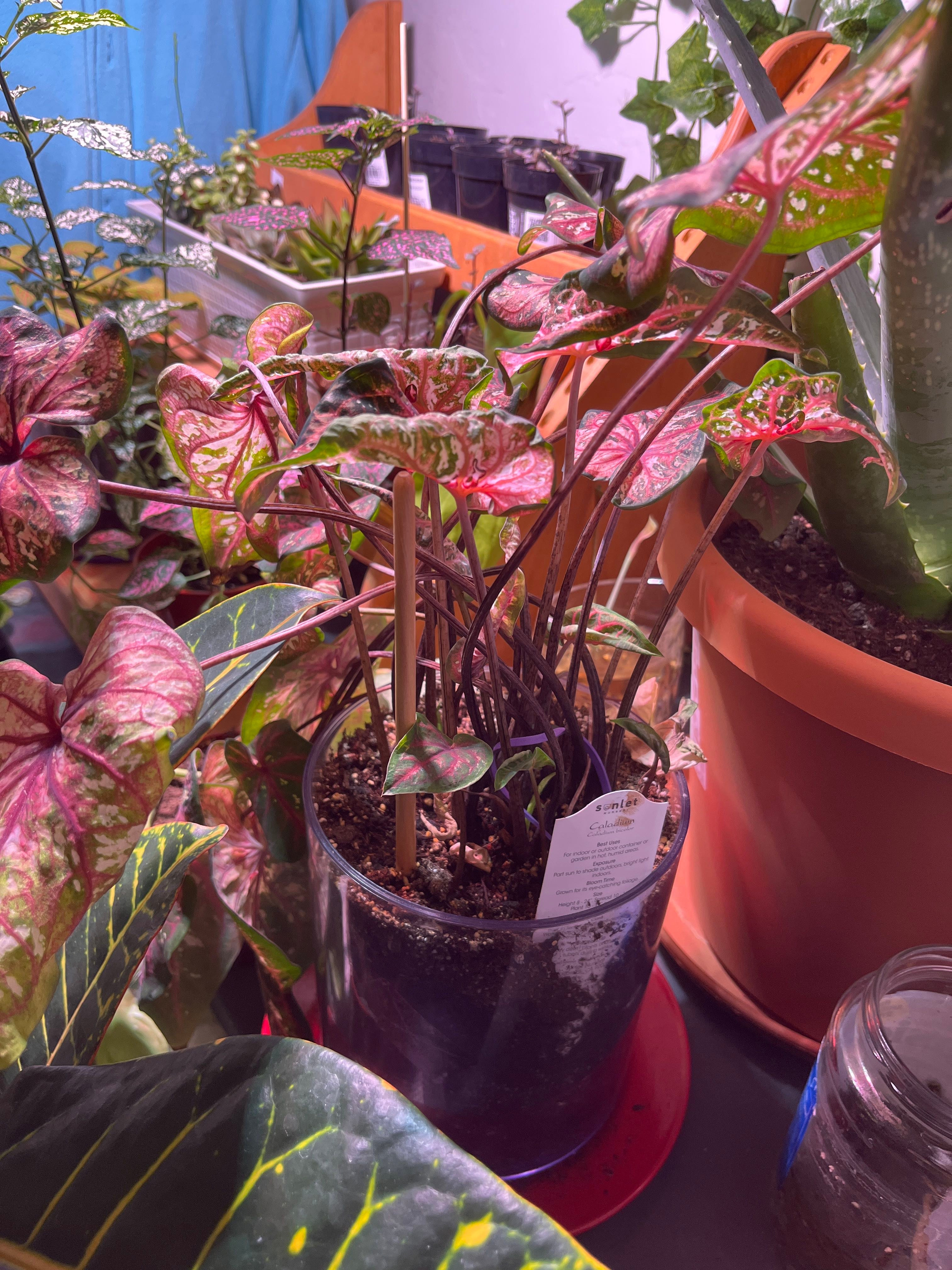 The Complete Caladium 'Pink Beauty' Plant Care Guide Water, Light & Beyond