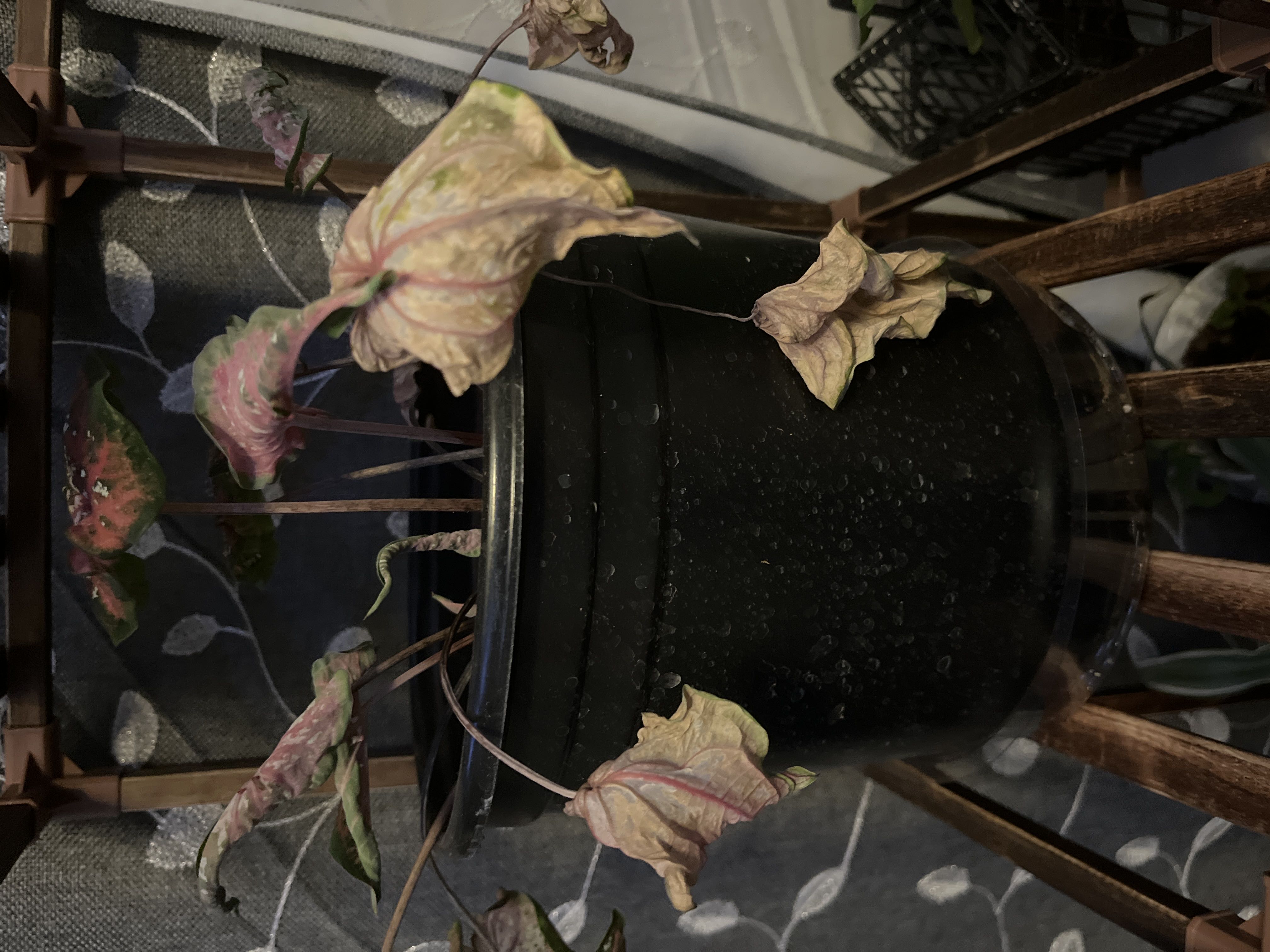 Step-by-Step Guide to Fixing Flower Issues in Angel's Wings 🦋