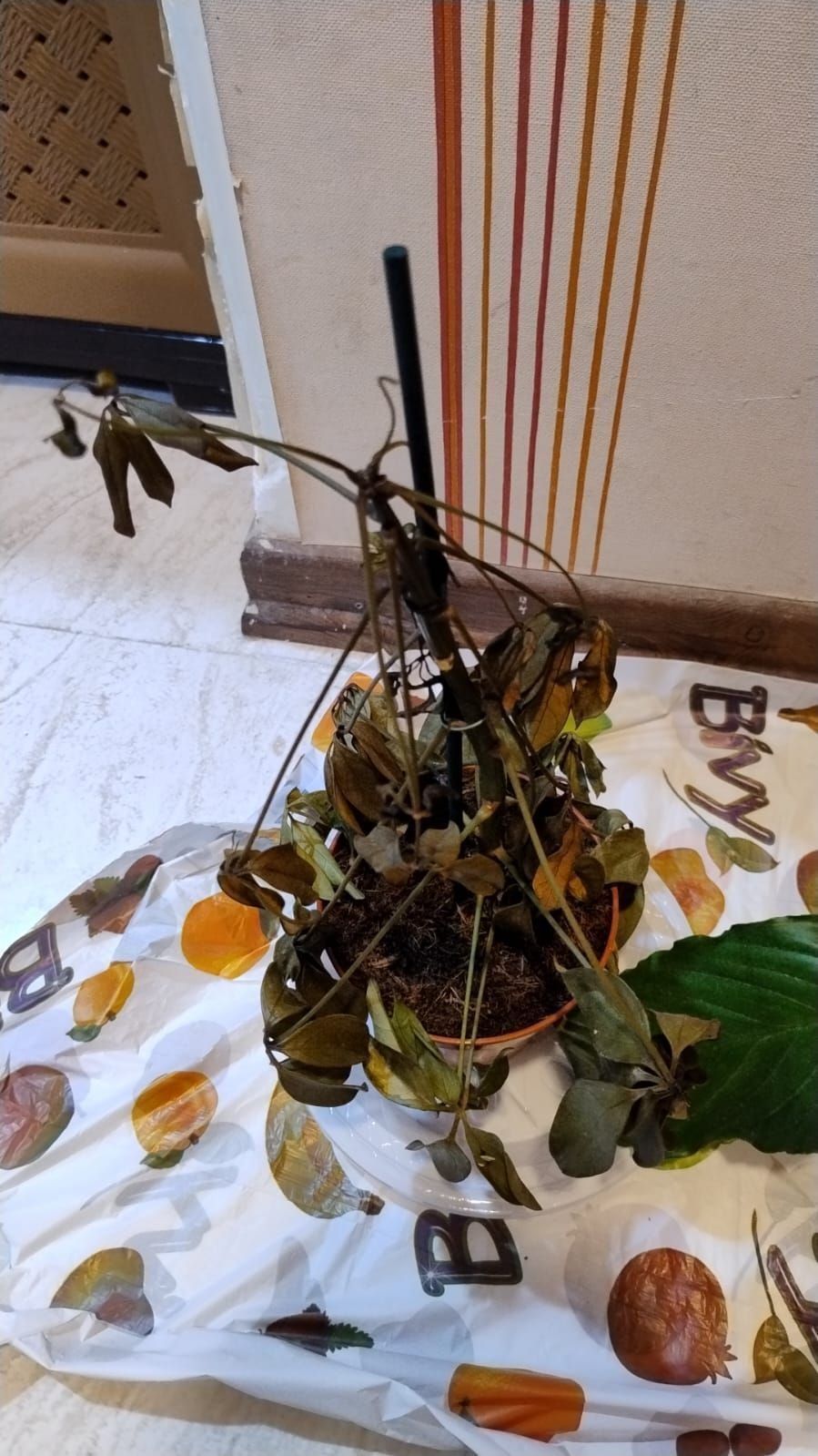 Photo of the plant species umbrella plant by @GreatWolfsmilk named Anne on Greg, the plant care app