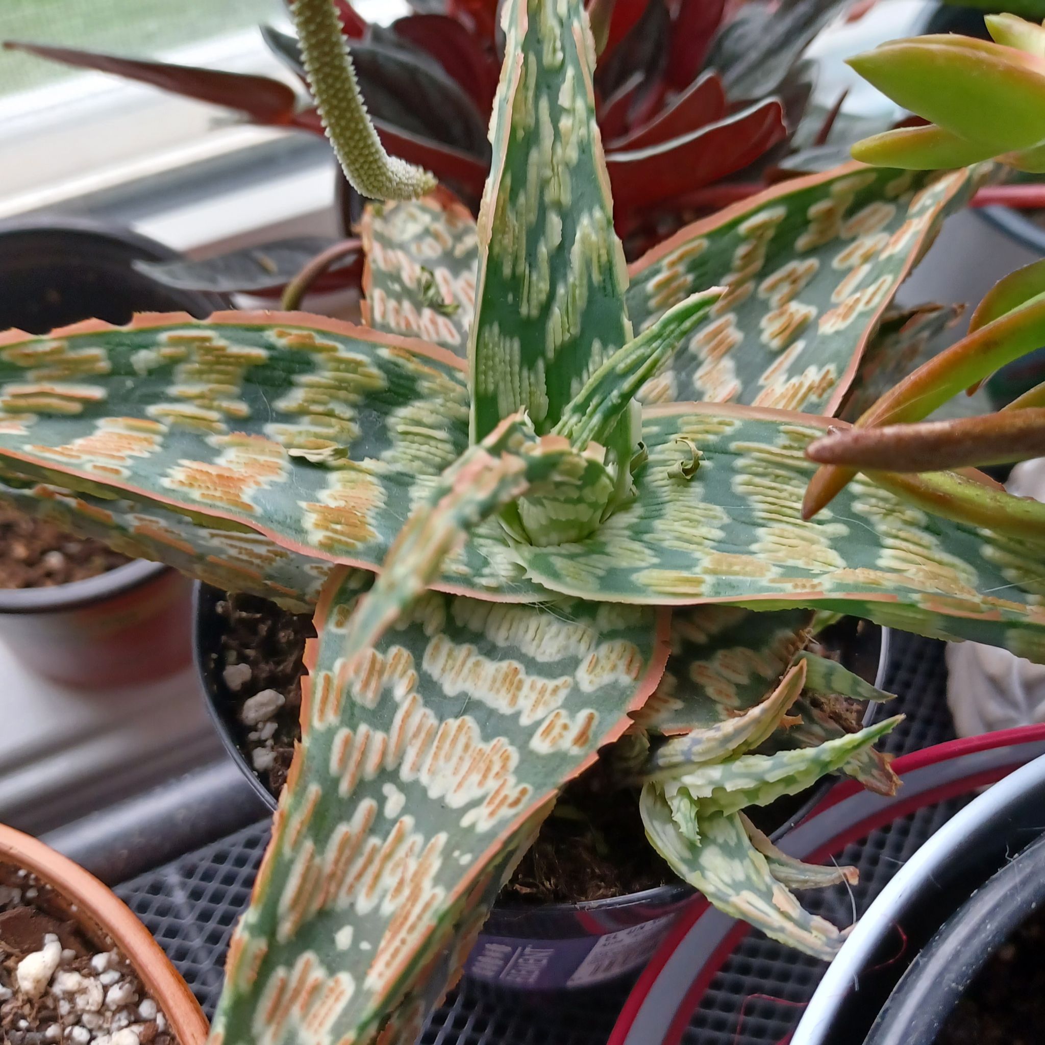 Photo of the plant species Aloe Snowstorm by @SesameSeeds777 named Aloe Snowstorm on Greg, the plant care app