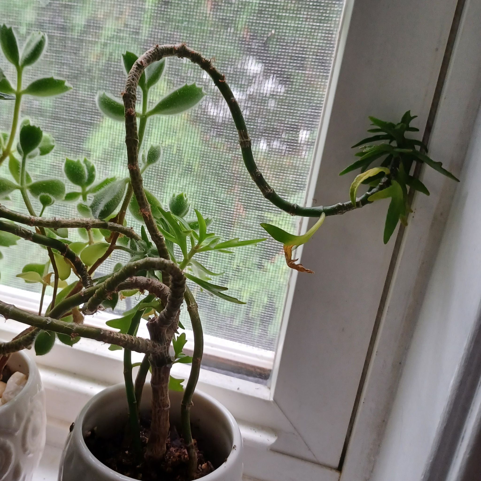 Photo of the plant species Christmas Tree Plant by @SesameSeeds777 named Dragon Plant on Greg, the plant care app