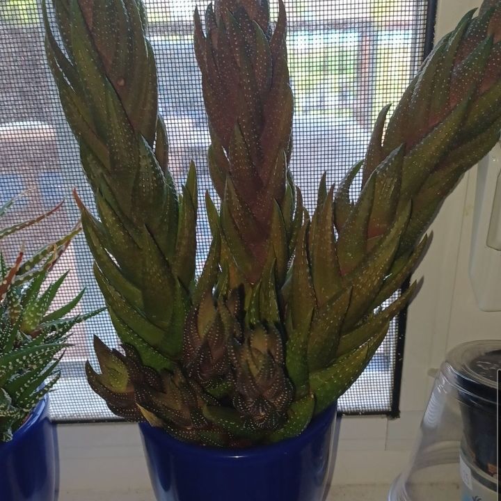 Photo of the plant species Crowded Haworthia by @SesameSeeds777 named Haworthia on Greg, the plant care app