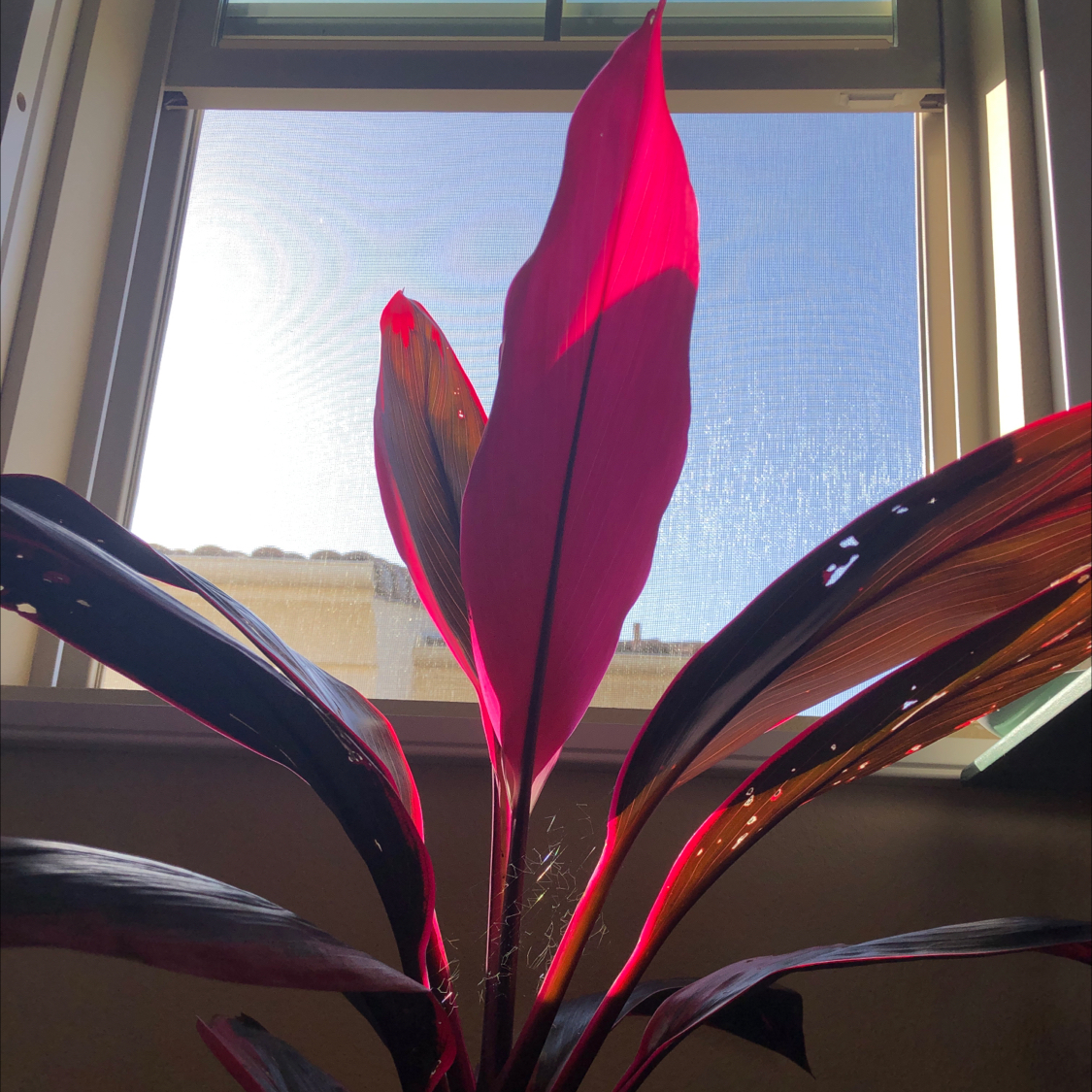 Healthy Ti plant with vibrant pink and burgundy leaves in front of a bright window, thriving indoors.