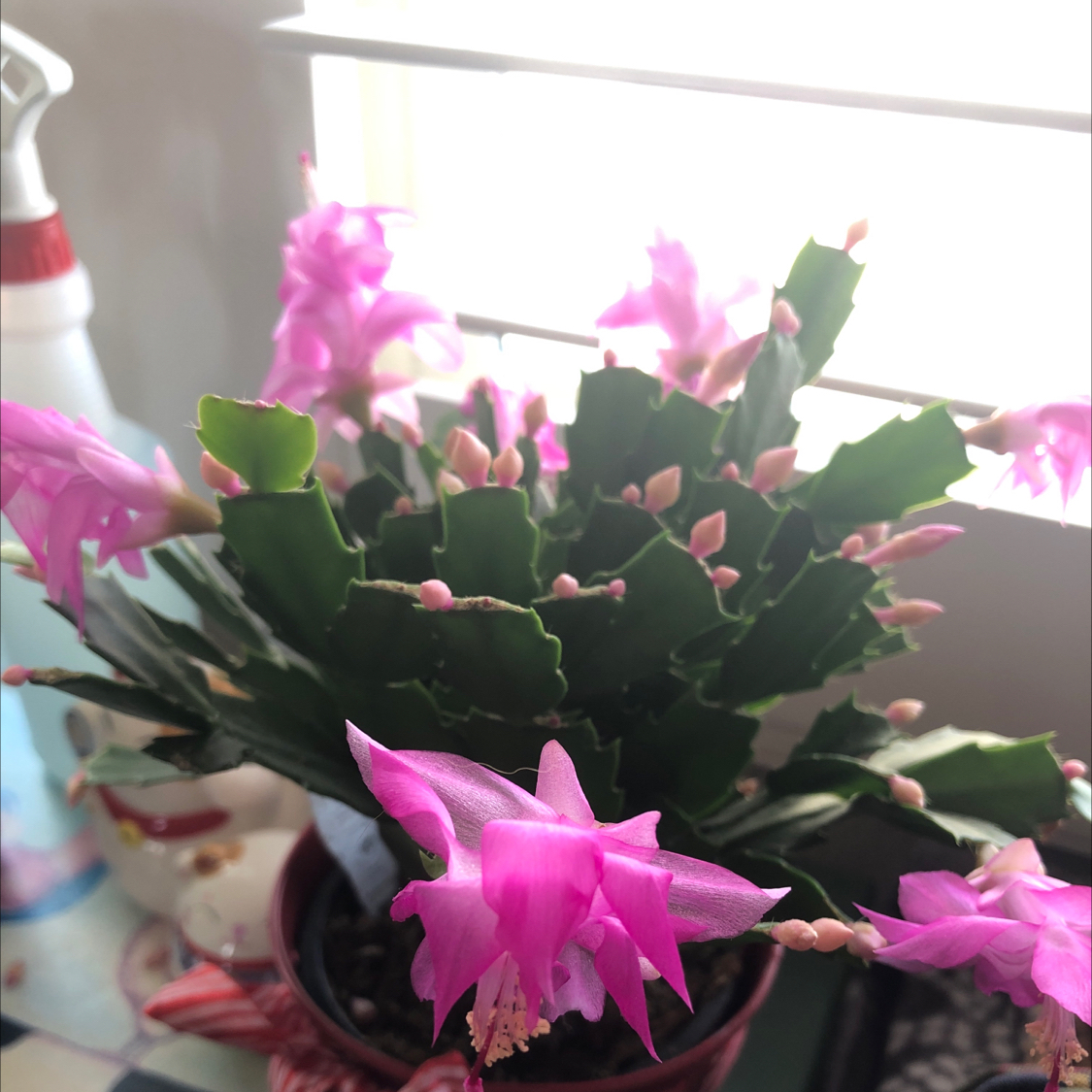 Photo of the plant species Schlumbergera × graeseri by @melonmako named Felix on Greg, the plant care app
