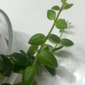 Photo of the plant species Box-leaf Lipstick Plant by @ObligingRedlion named Keanu Leaves on Greg, the plant care app