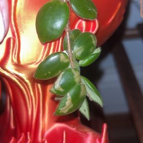 Photo of the plant species Box-leaf Lipstick Plant by @ObligingRedlion named Rainier on Greg, the plant care app