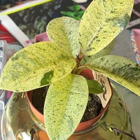 Photo of the plant species Rubber Plant 'Schrijveriana' by @ObligingRedlion named Drake on Greg, the plant care app
