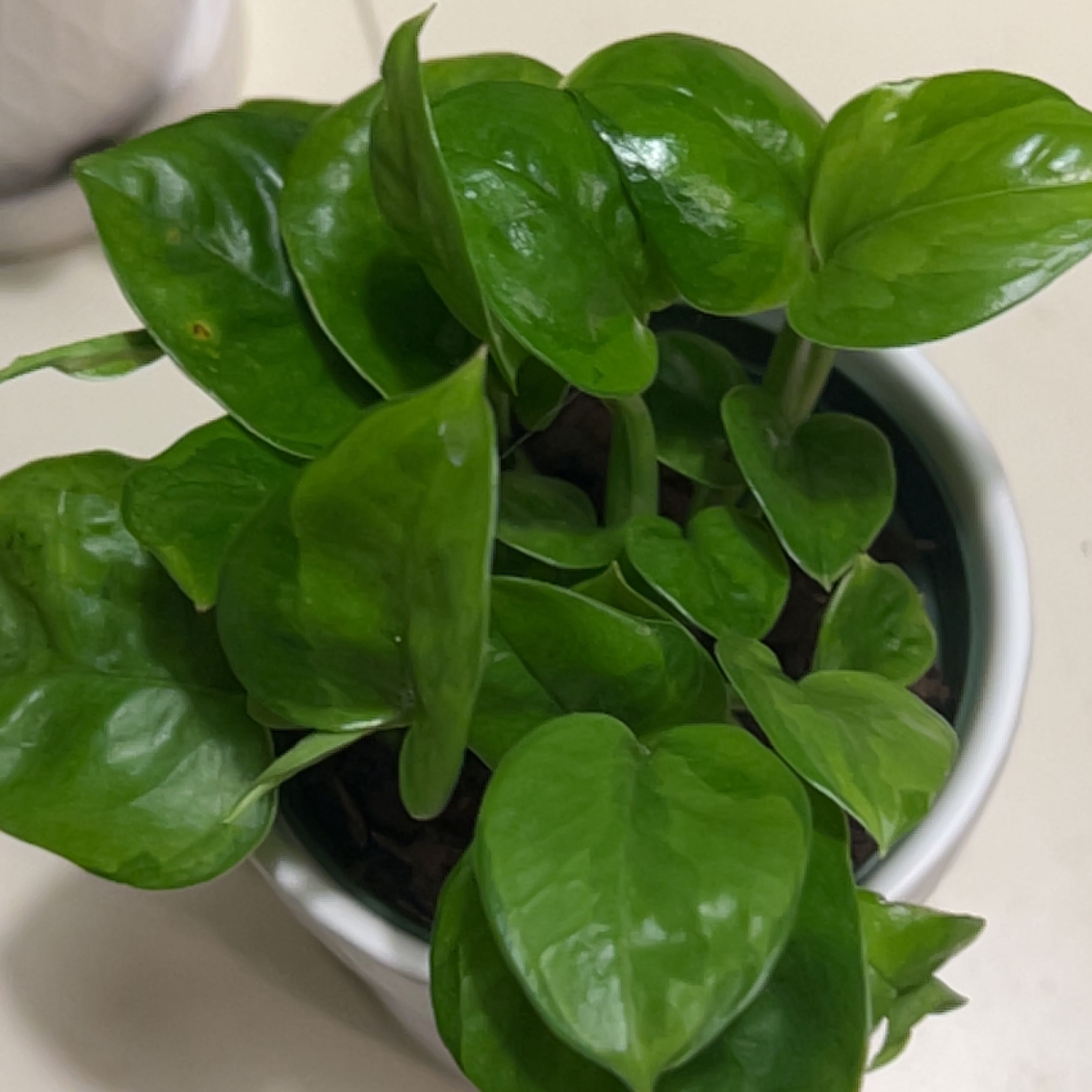 Healthy Emerald Pothos plant with vibrant green leaves in a pot.