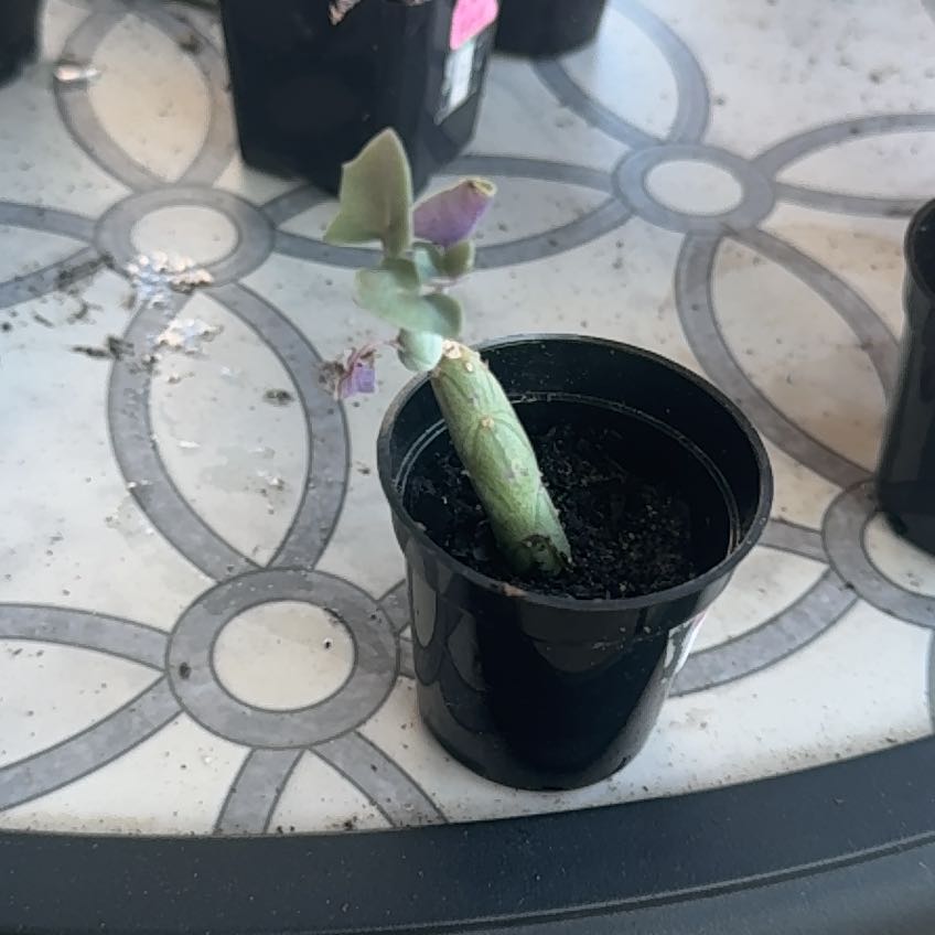 Photo of the plant species Candle cactus by @ShinyRosemoss6 named Mochi on Greg, the plant care app