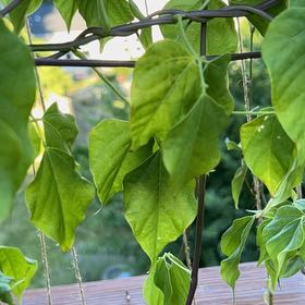 Photo of the plant species Cochliasanthus Caracalla by @SwiftGoldenpine named Oscar on Greg, the plant care app
