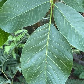 Photo of the plant species English Walnut by @SharpAutumnfern named Achilles on Greg, the plant care app