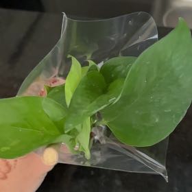 Photo of the plant species Pothos by @KindMymumrose named Hemingway on Greg, the plant care app