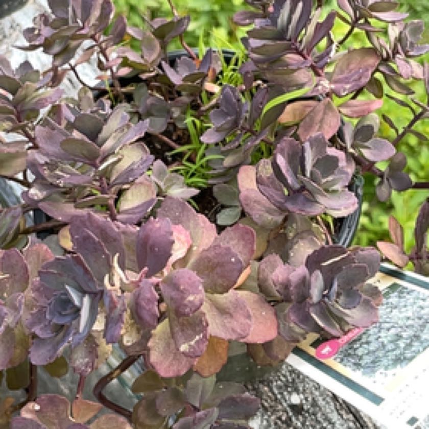 Photo of the plant species sedum by @StackedLacealoe named Shakira on Greg, the plant care app