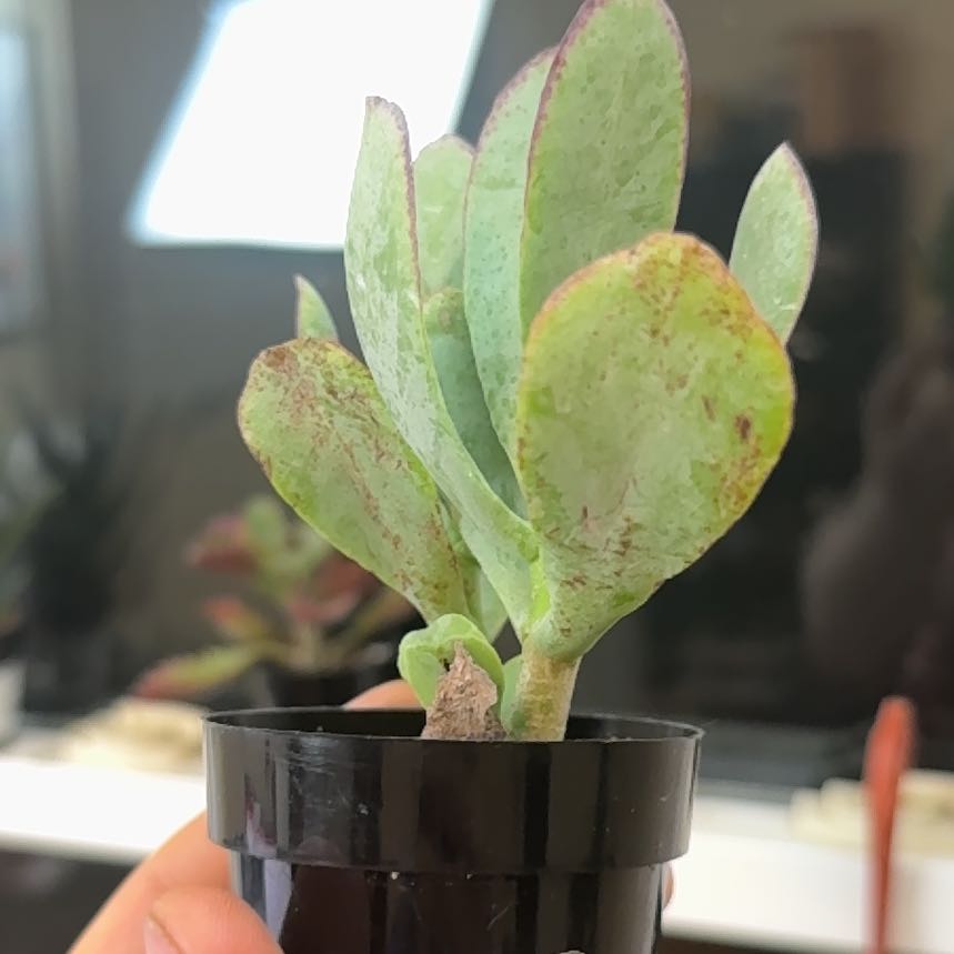 Photo of the plant species Crassula 'Blue Bird' by @HeroineAsterium named Foxxy on Greg, the plant care app