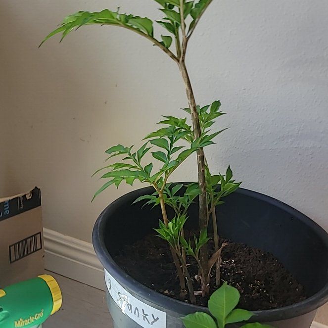 Photo of the plant species Snake Palm by @VitalLuscious named Hemingway on Greg, the plant care app