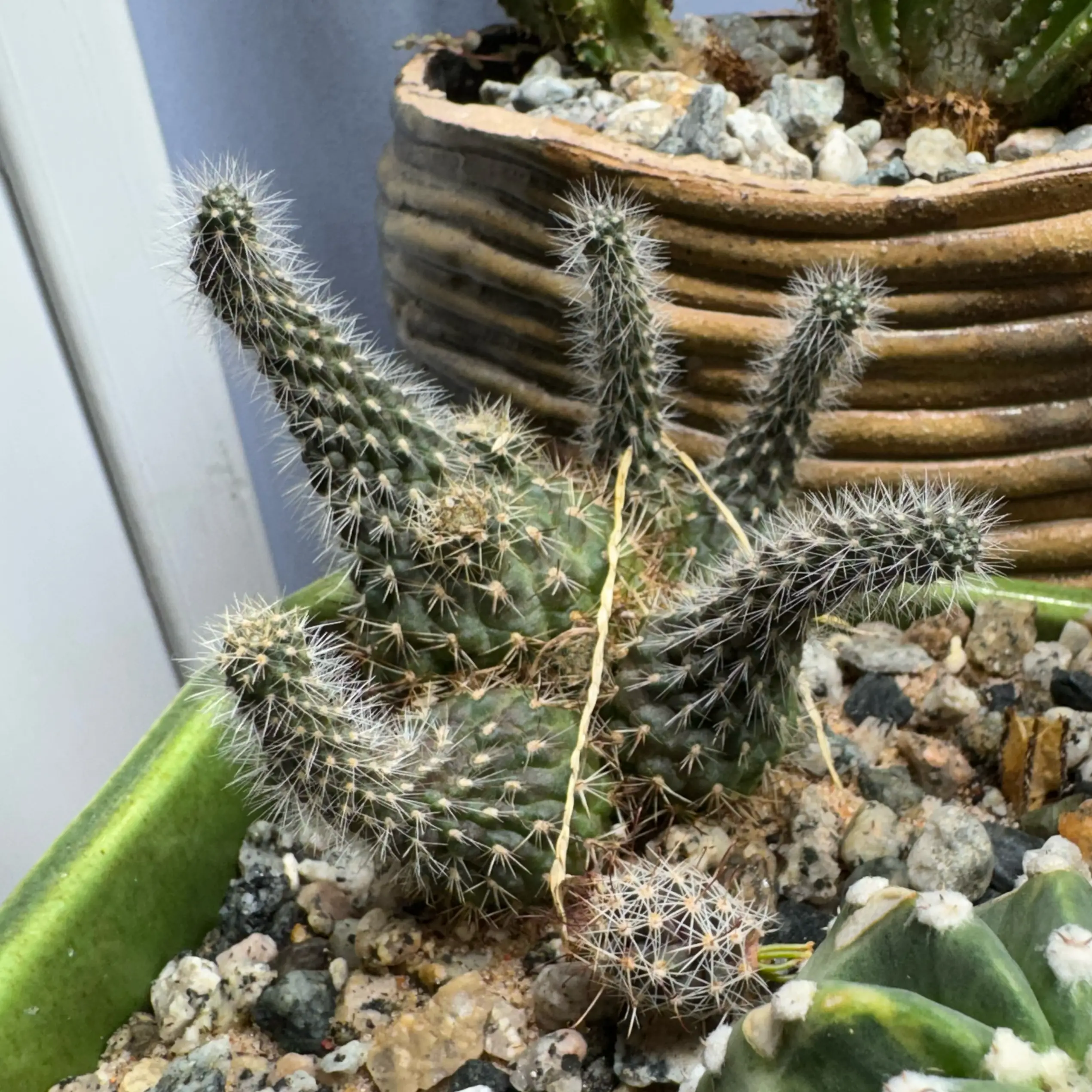 Photo of the plant species Echinopsis arachnacantha by @AloeThereFronds named Sherlock on Greg, the plant care app