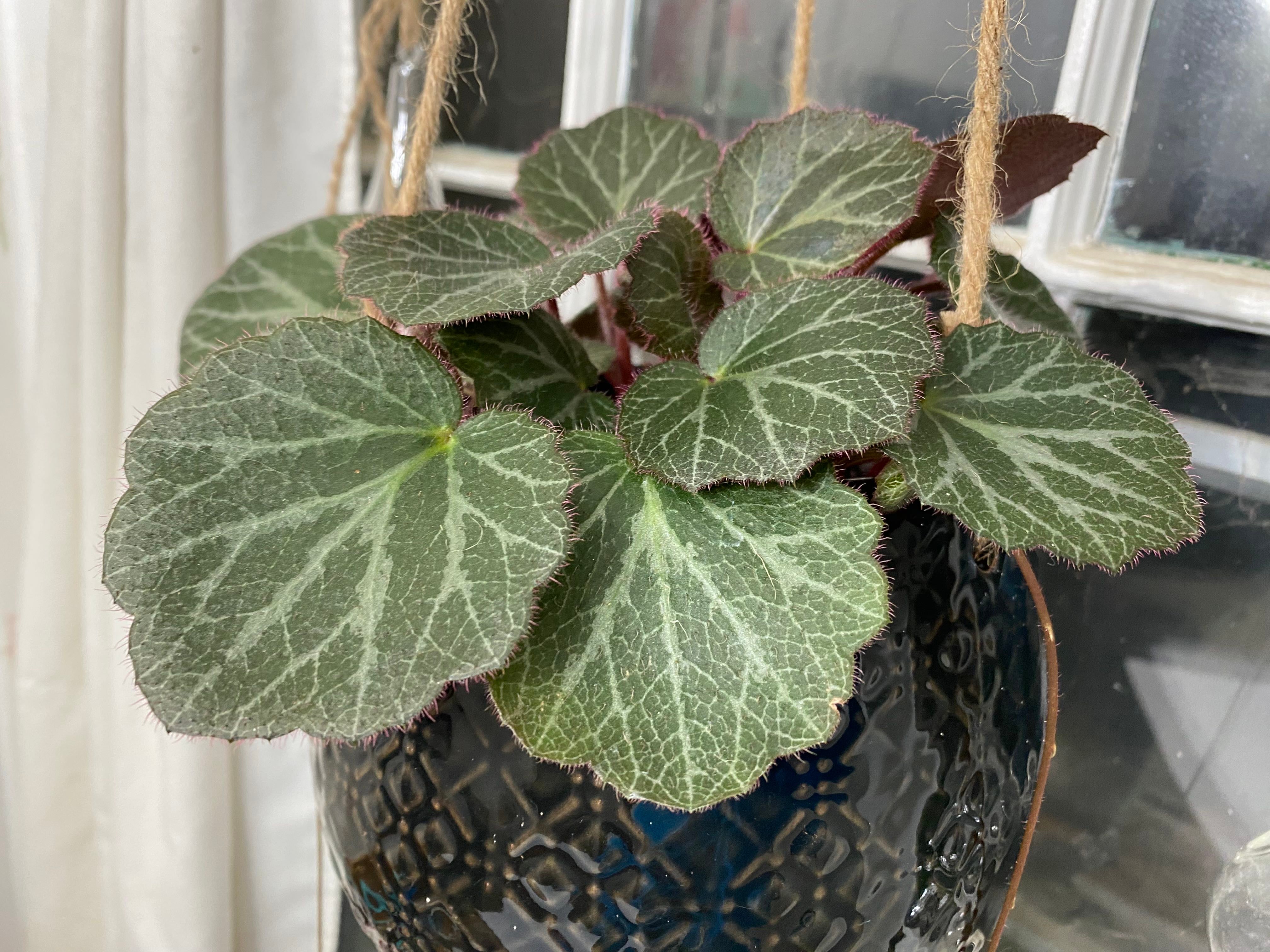 🔍 How to Fix Brown Spots on Your Saxifrage