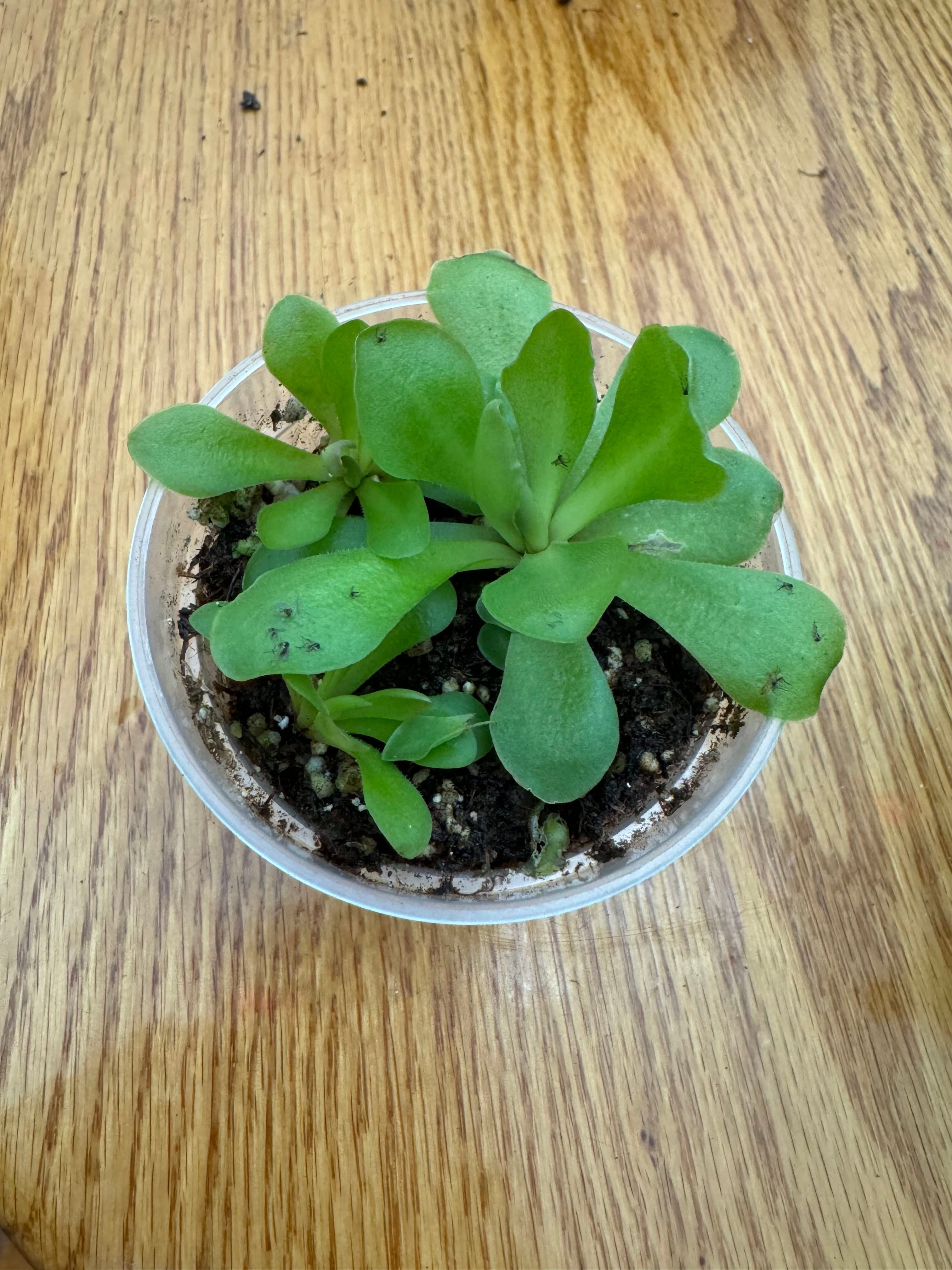 🌼 Optimal Hardiness Zones for Butterwort 'Huahuapan' 8a10b