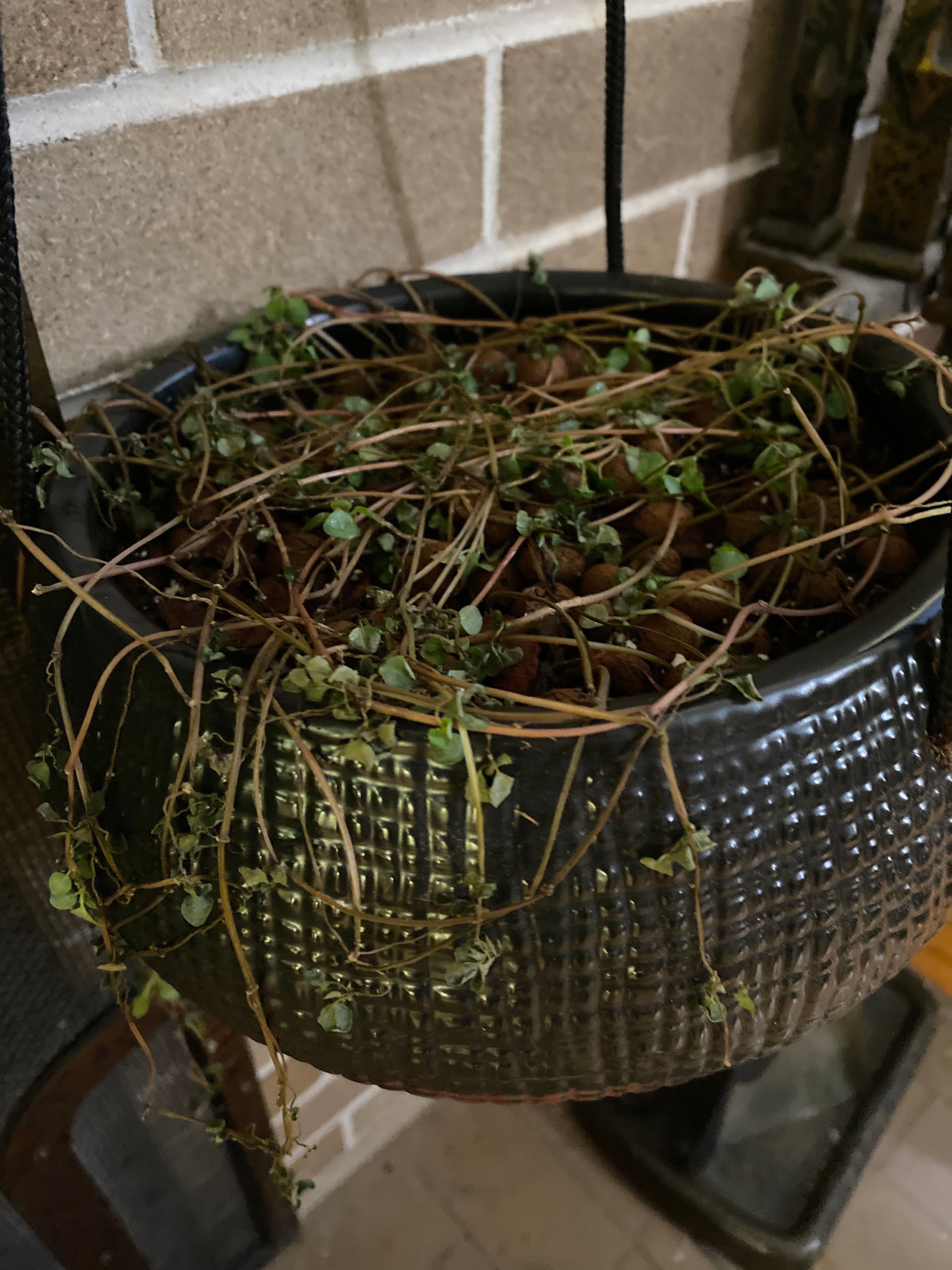 👶 How Long a Baby's Tears Lives