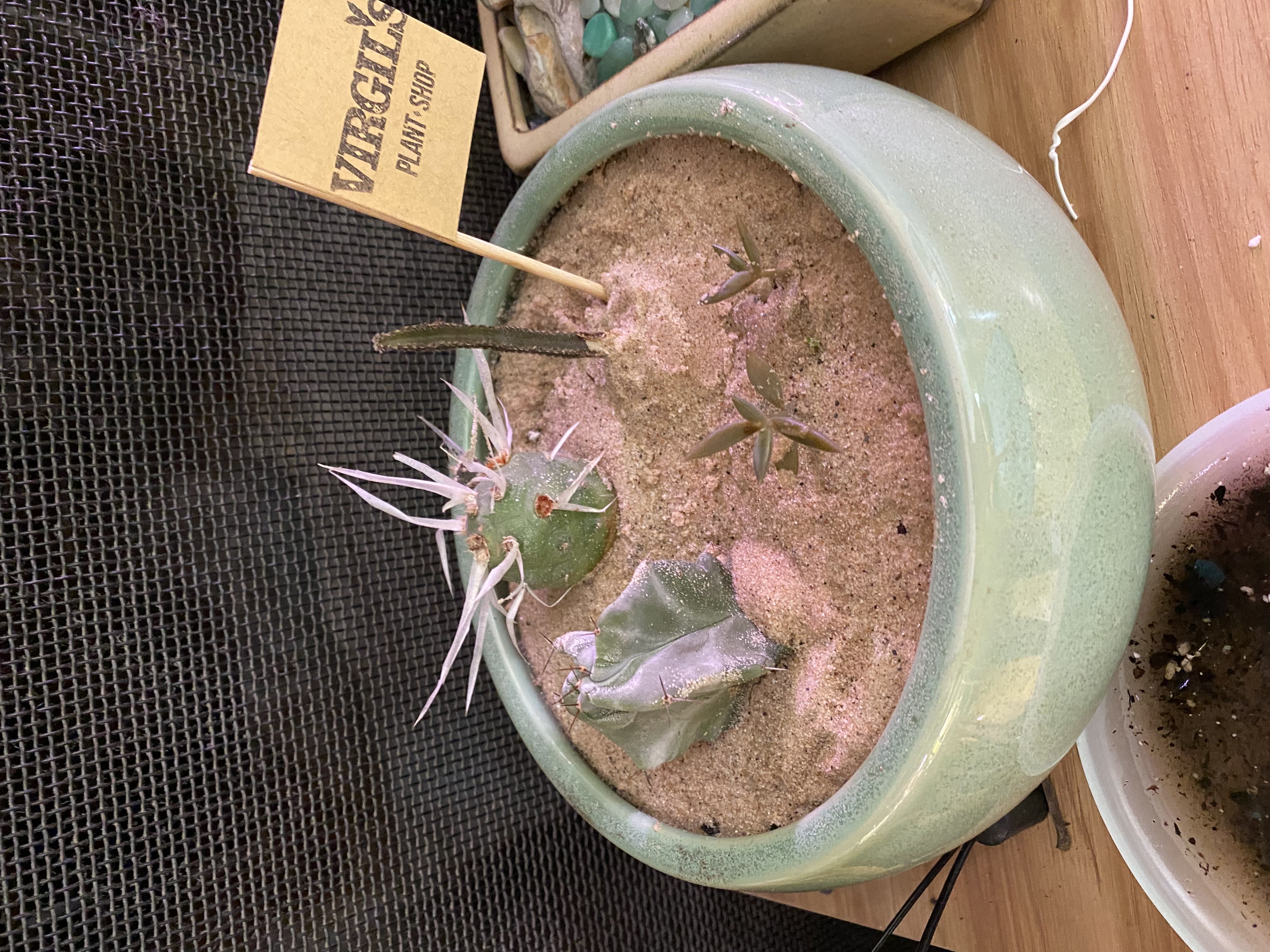 Photo from the post