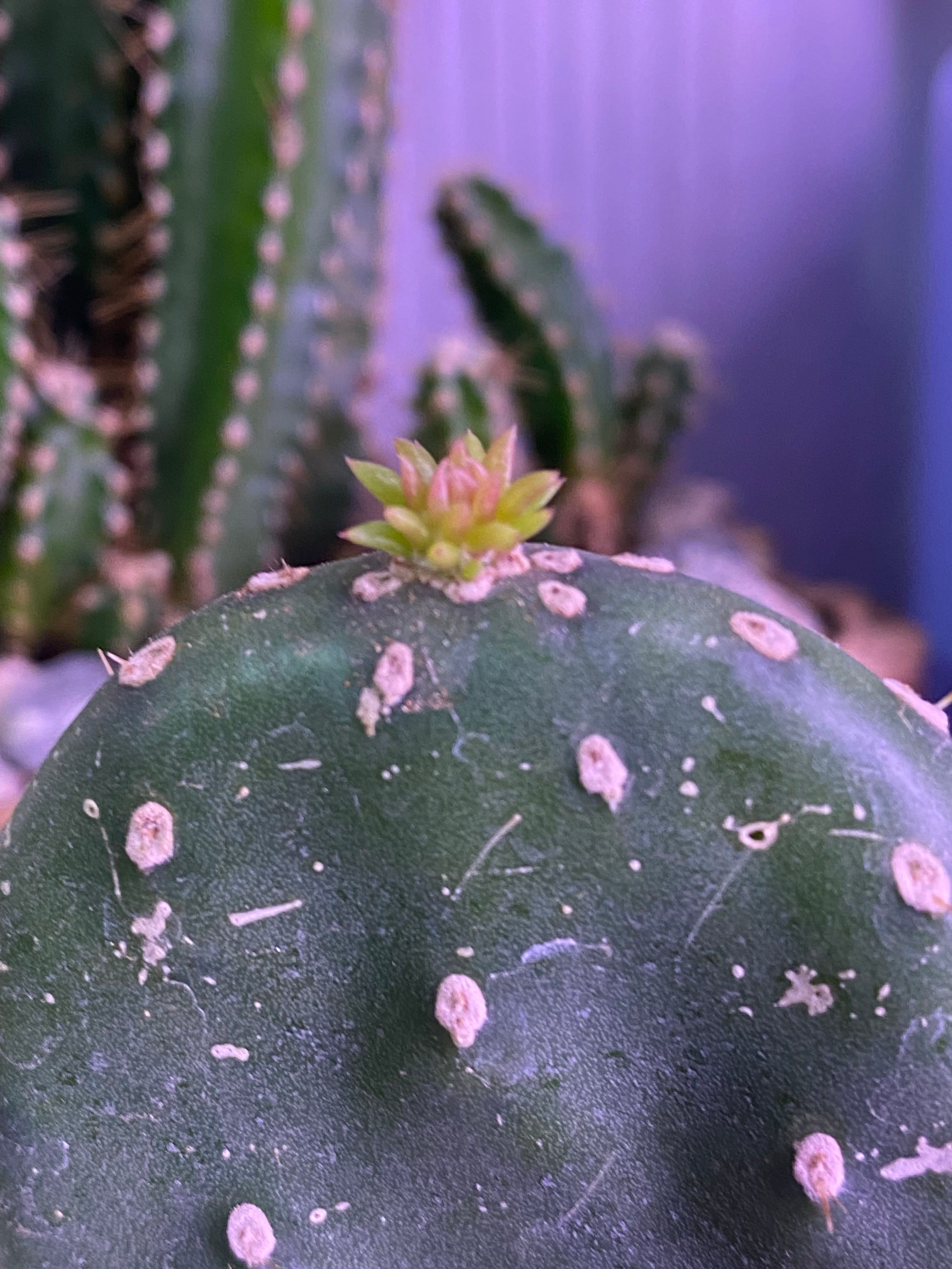 Why Barbary Fig Is A Perennial Plant 🌵