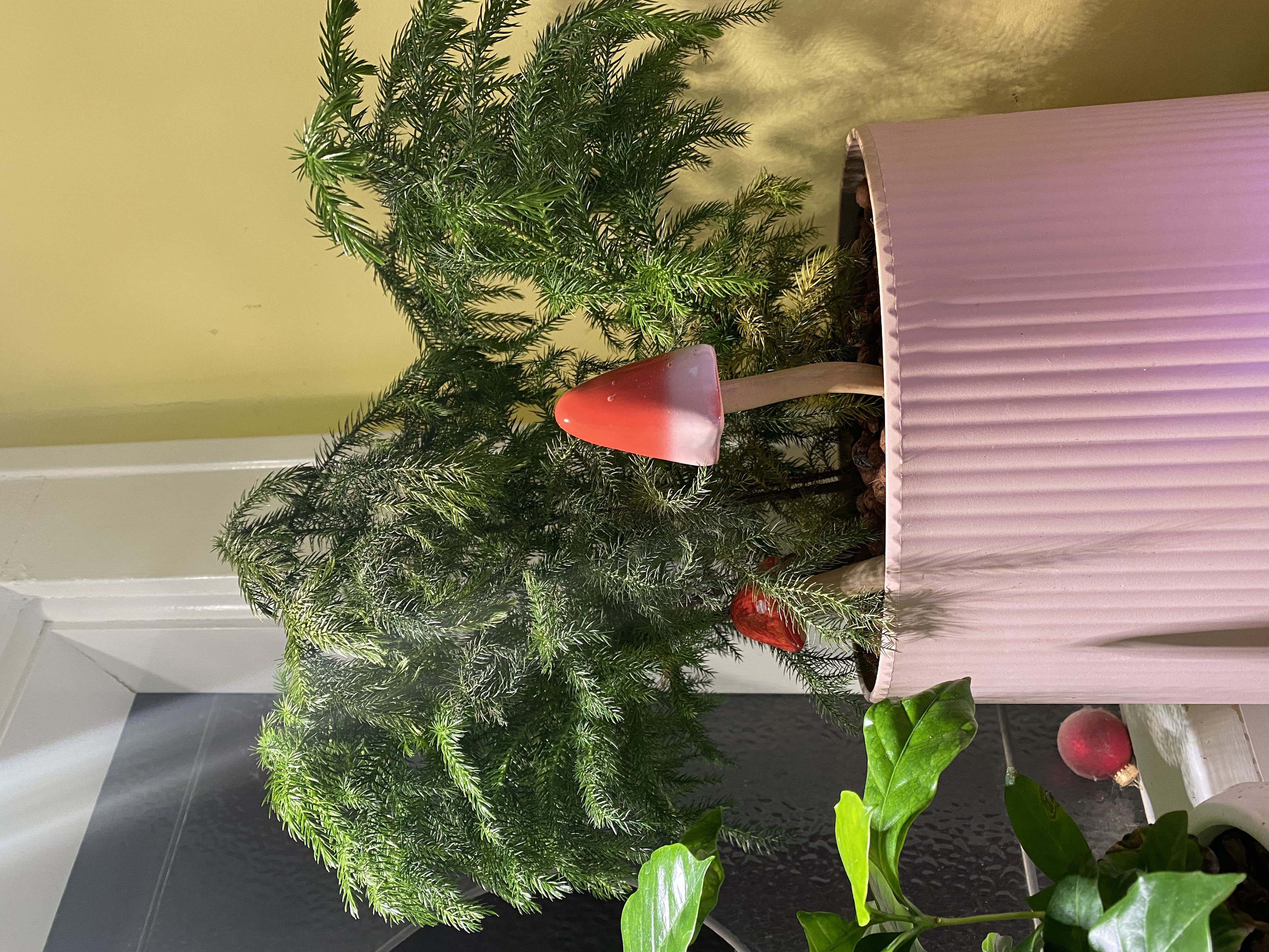 Klinki Pine Plant Care Water, Light, Nutrients Greg App 🌱