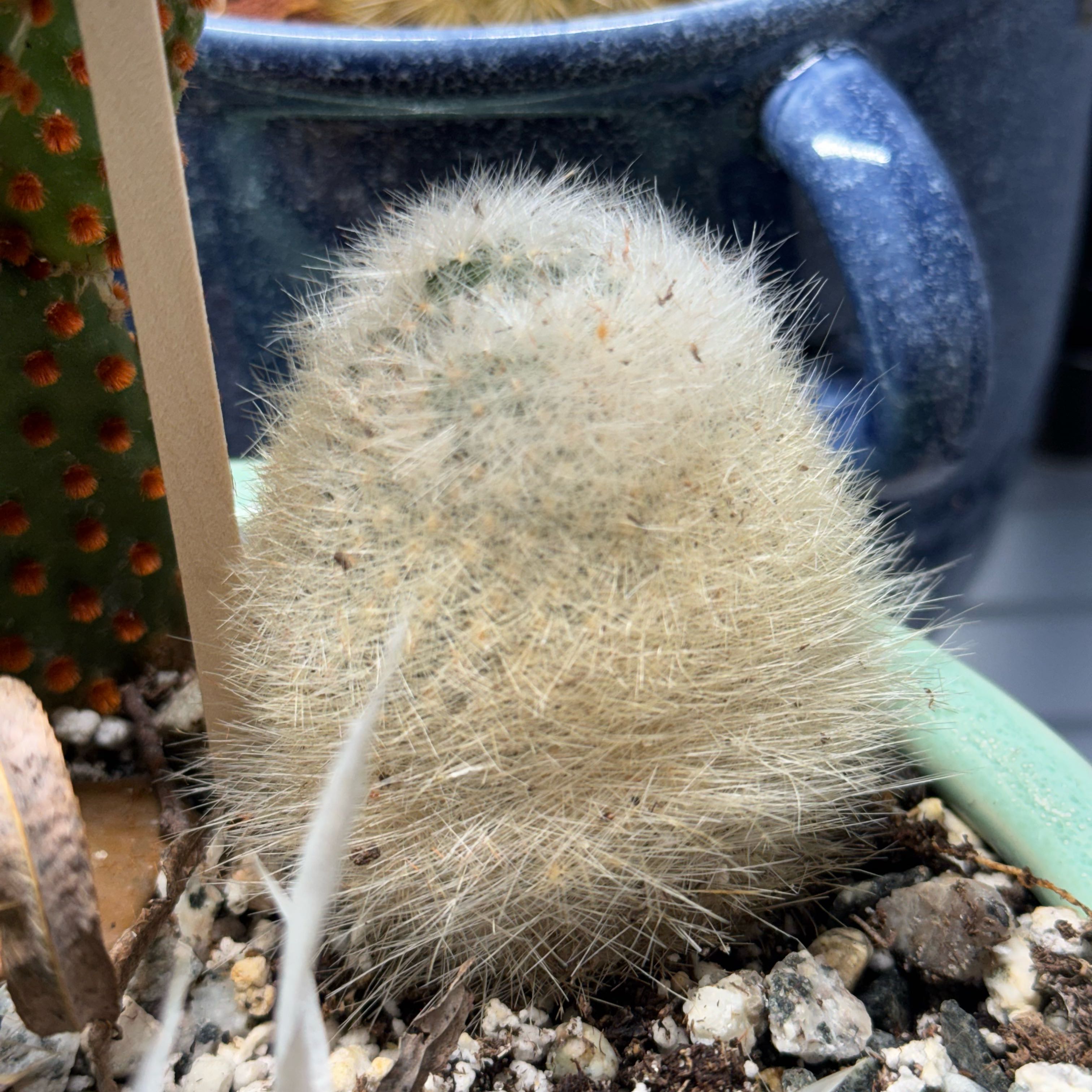 Photo of the plant species Mammilloydia by @AloeThereFronds named Peter Parker on Greg, the plant care app