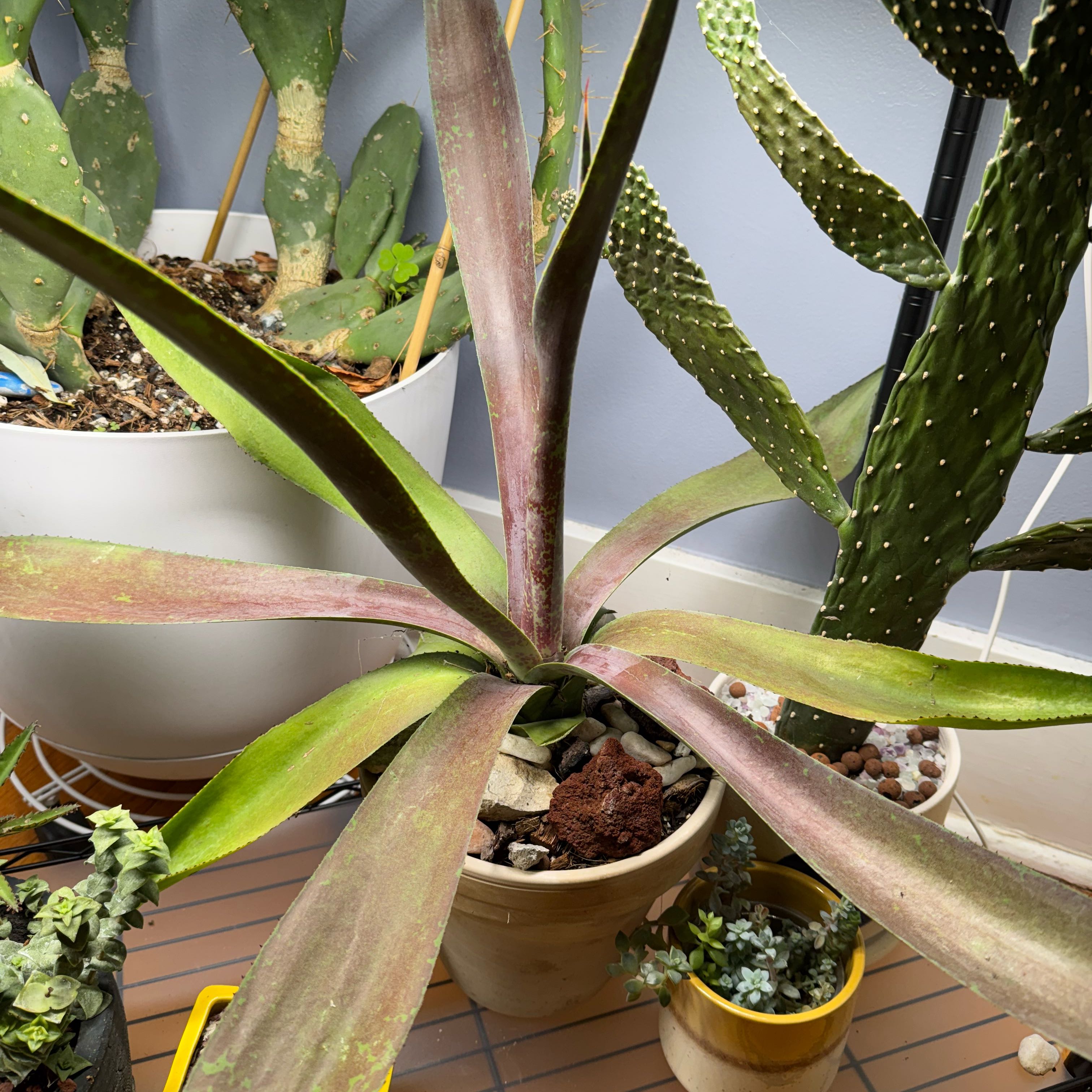 Photo of the plant species Mangave 'Aztec King' by @AloeThereFronds named Fernie Mac on Greg, the plant care app