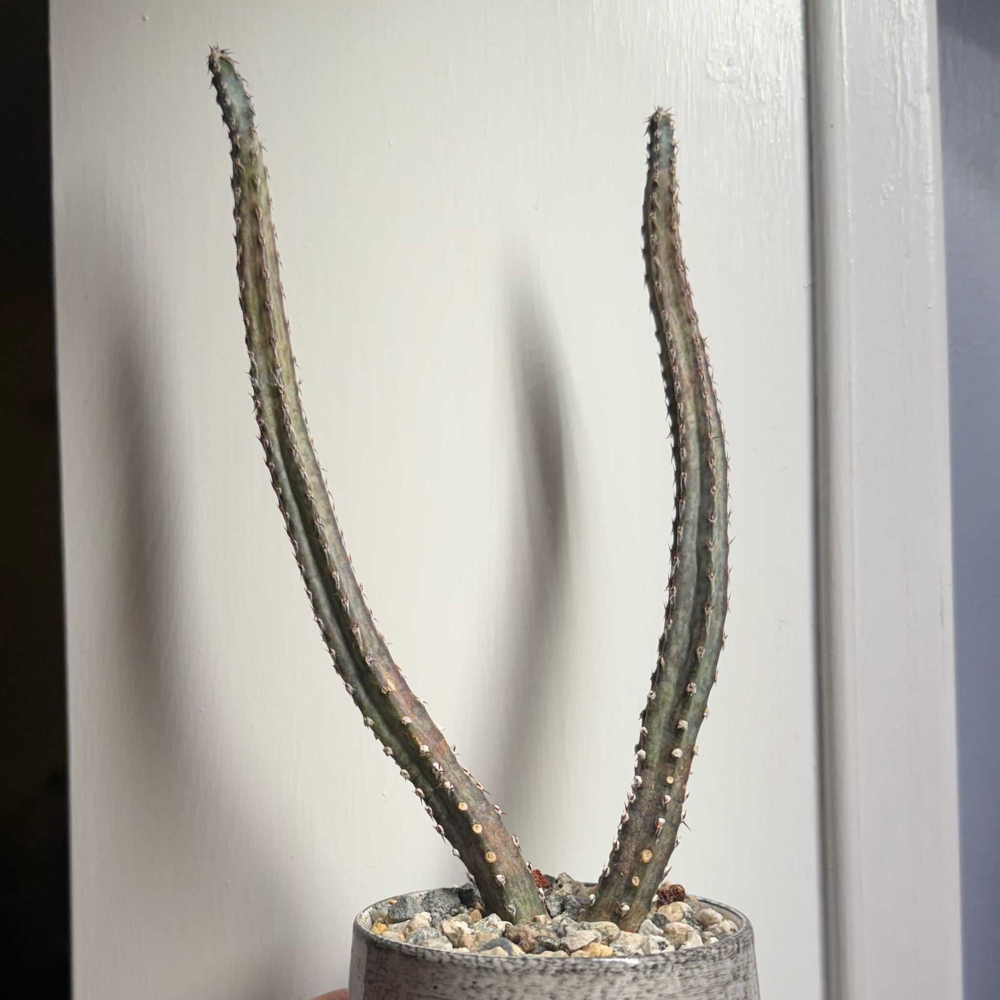 Photo of the plant species Spotted Stem Peniocereus by @AloeThereFronds named Madonna on Greg, the plant care app