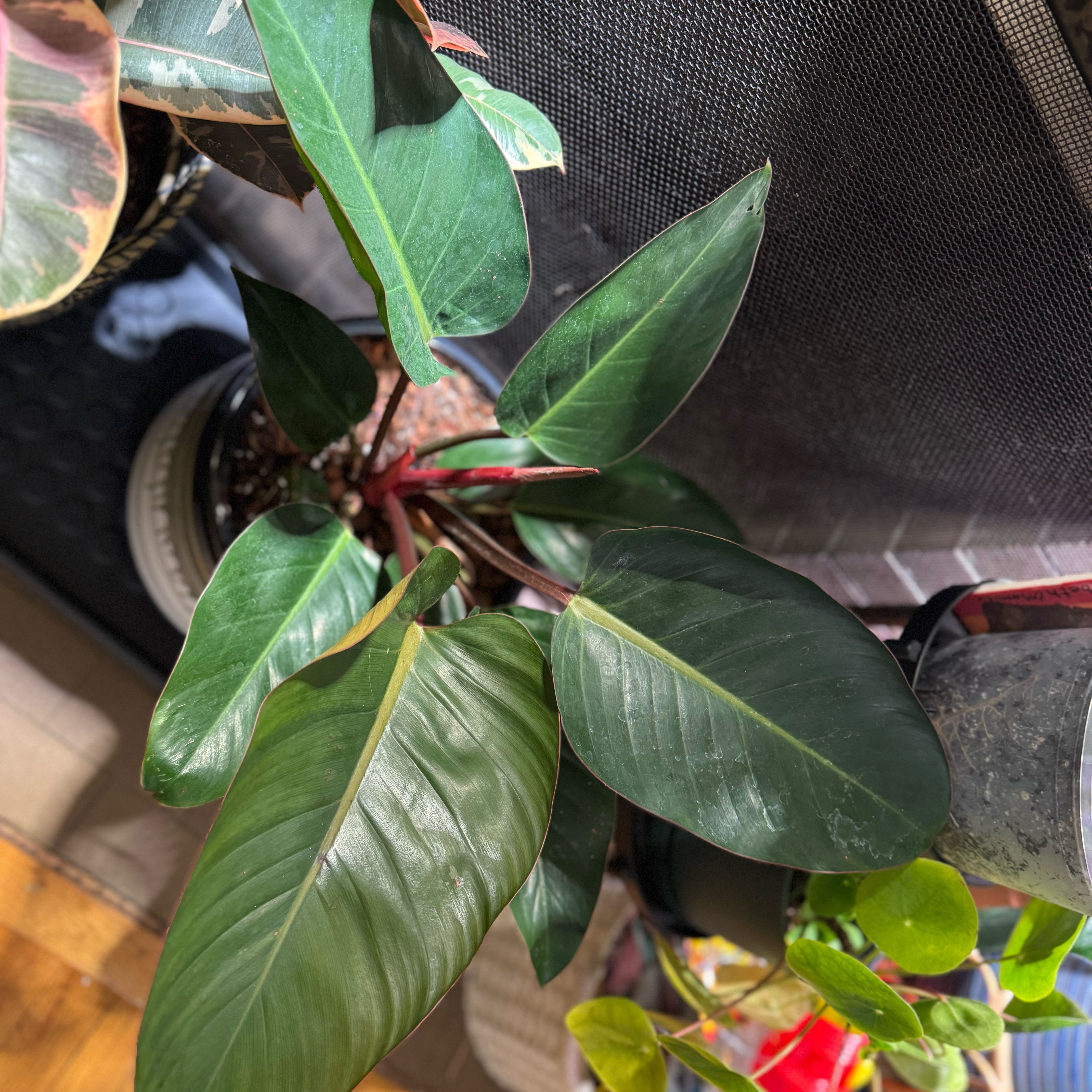 Photo of the plant species Philodendron 'Congo Rojo' by @AloeThereFronds named Drake on Greg, the plant care app