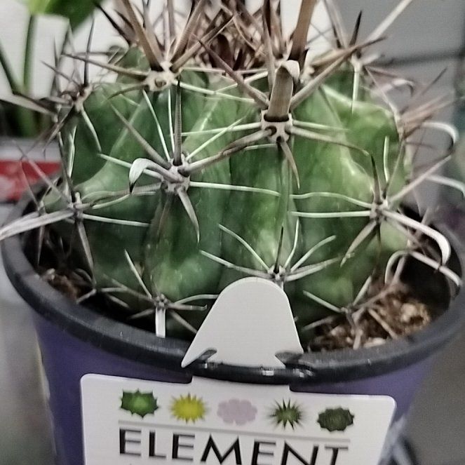 Photo of the plant species Devil's Pincushion by @PiousYellowpine named Bigleef Smalls on Greg, the plant care app