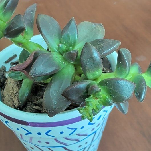 Photo of the plant species Sedeveria 'Jet Beads' by @SalientMonstera named Mochi on Greg, the plant care app