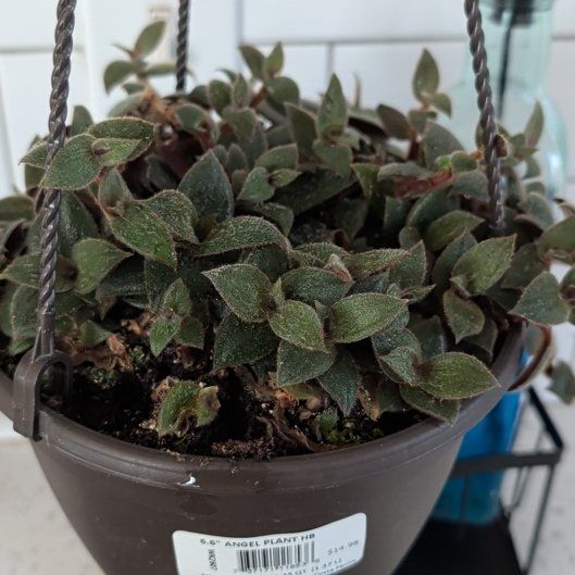 Photo of the plant species Teddy Bear Vine by @SalientMonstera named Sonora on Greg, the plant care app