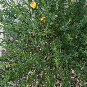 Photo of the plant species Broom by @UntroubledWeed named Homer on Greg, the plant care app