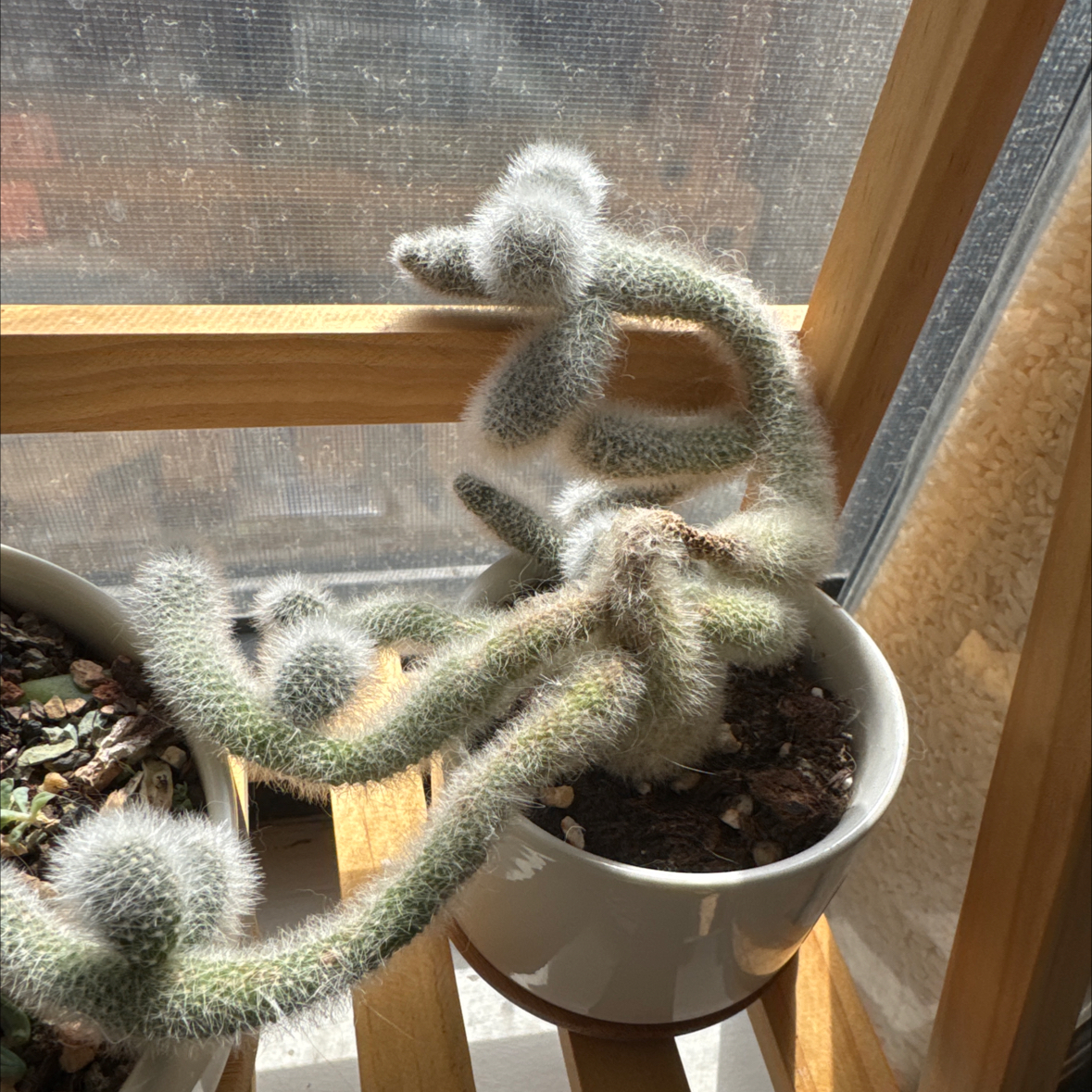 Photo of the plant species Mammillaria schwarzii by @BoldWaterviolet named Pepper on Greg, the plant care app
