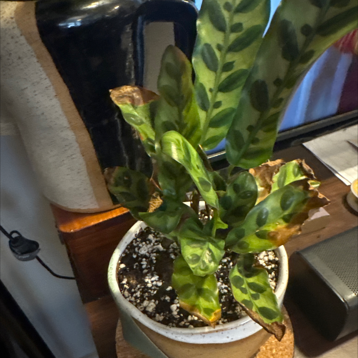 Photo of the plant species Rattlesnake Plant by @BoldWaterviolet named Olivia on Greg, the plant care app
