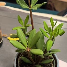Photo of the plant species Peperomia 'Mojo' by @BoldWaterviolet named Mojo Jojo on Greg, the plant care app