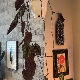 Photo of the plant species Rex Begonia Vine by @BoldWaterviolet named Oscar on Greg, the plant care app