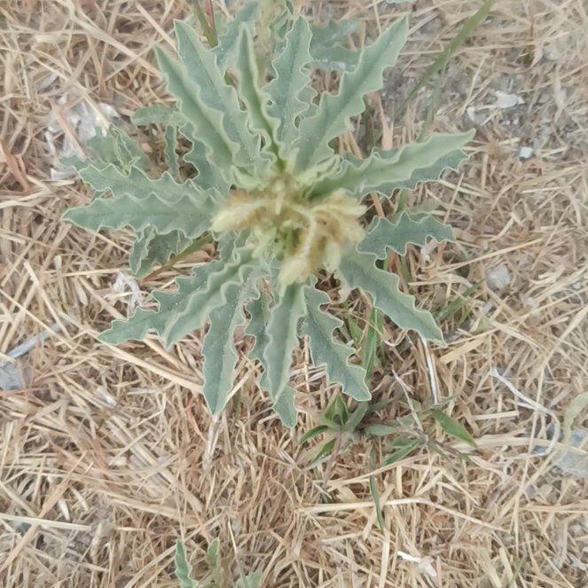 Photo of the plant species Yellow Horned Poppy by @YesLeopardlily named Peter Parker on Greg, the plant care app
