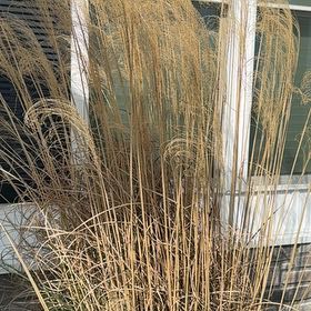 Photo of the plant species Maiden Grass by @FancierLenti named Sigmund on Greg, the plant care app