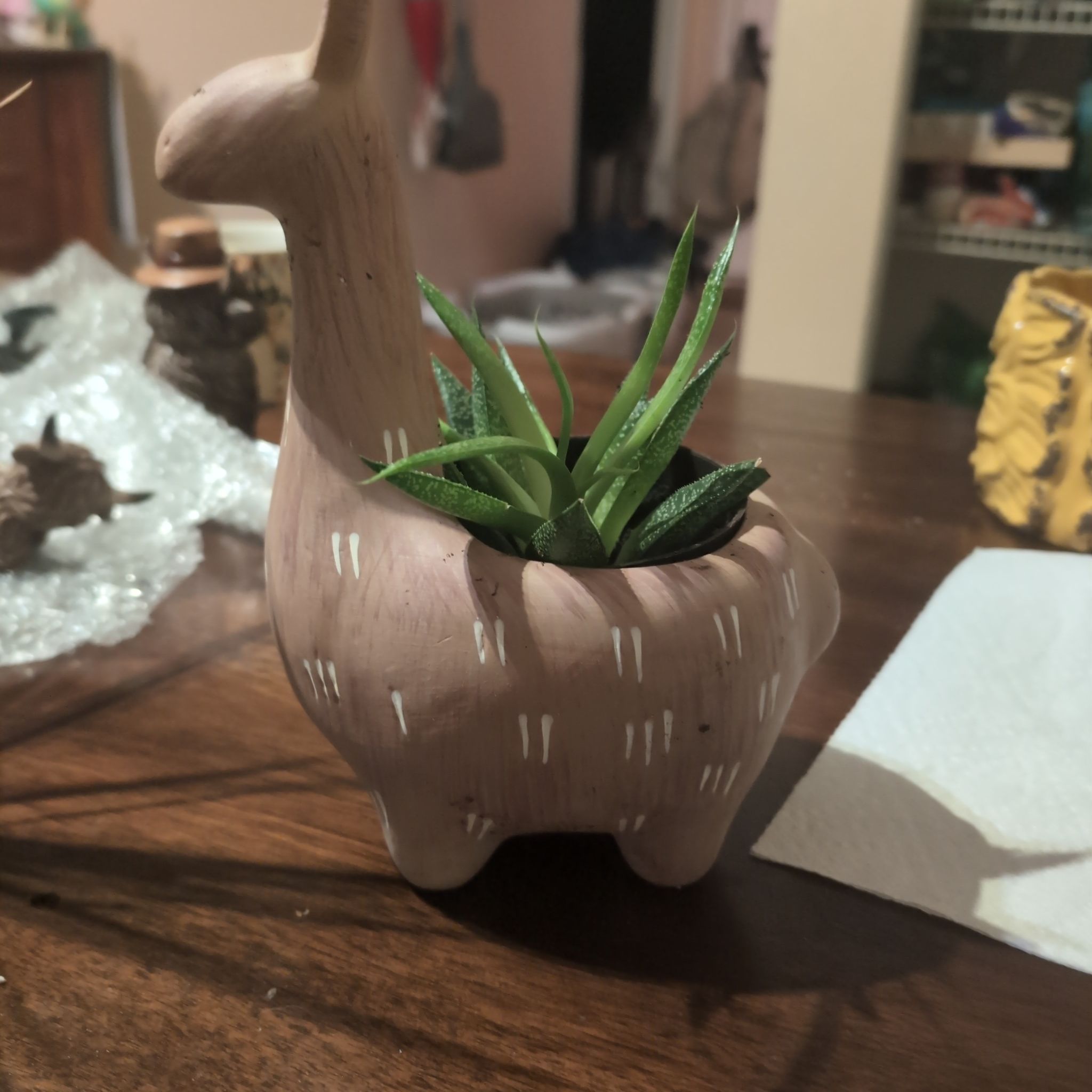 Photo of the plant species Gasteria batesiana 'Rowley' by @holdingmyhorses named K Gasteria Batesiana on Greg, the plant care app