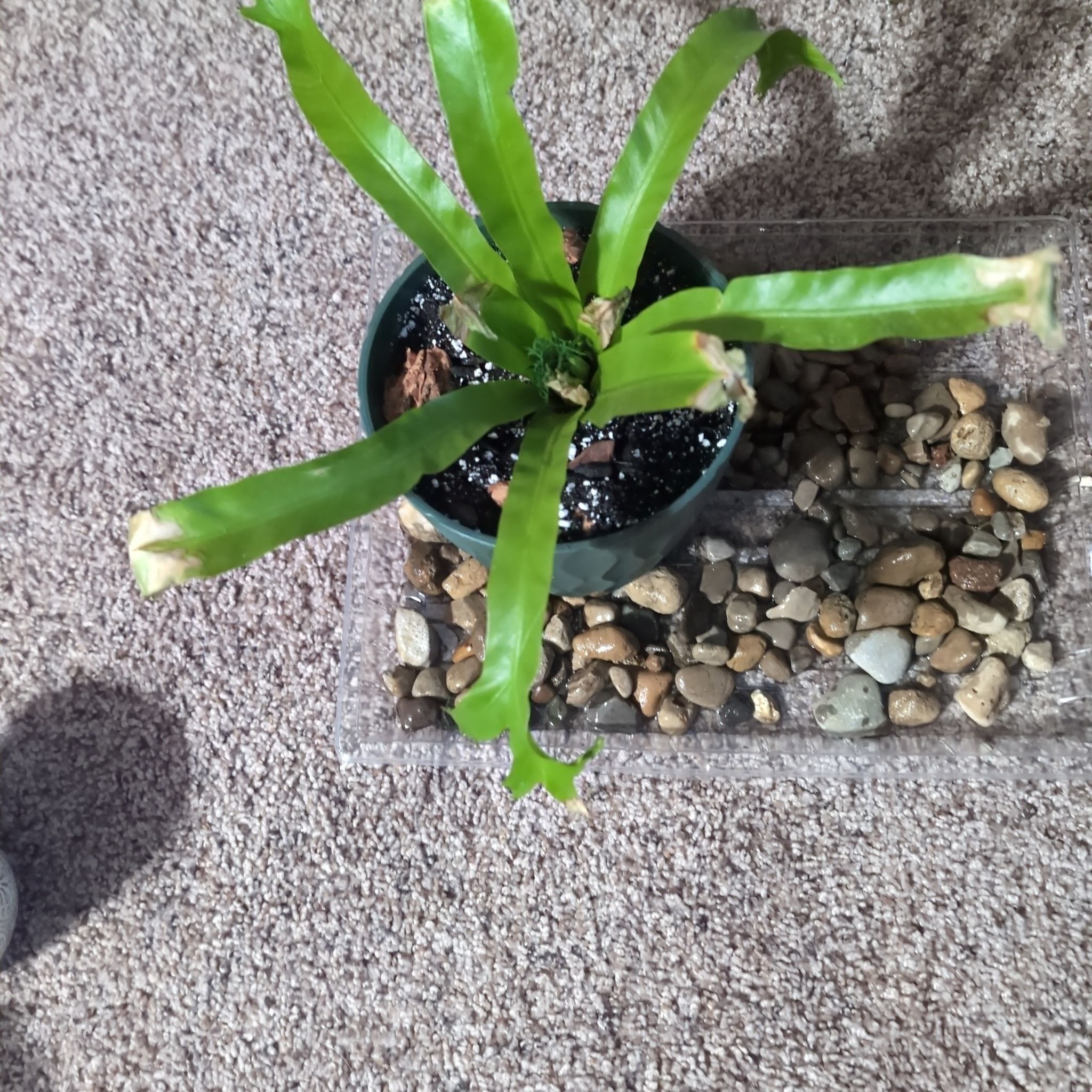 Photo of the plant species Bird Nest Fern Crissie by @holdingmyhorses named B Fern Bird's Nest Crissie on Greg, the plant care app