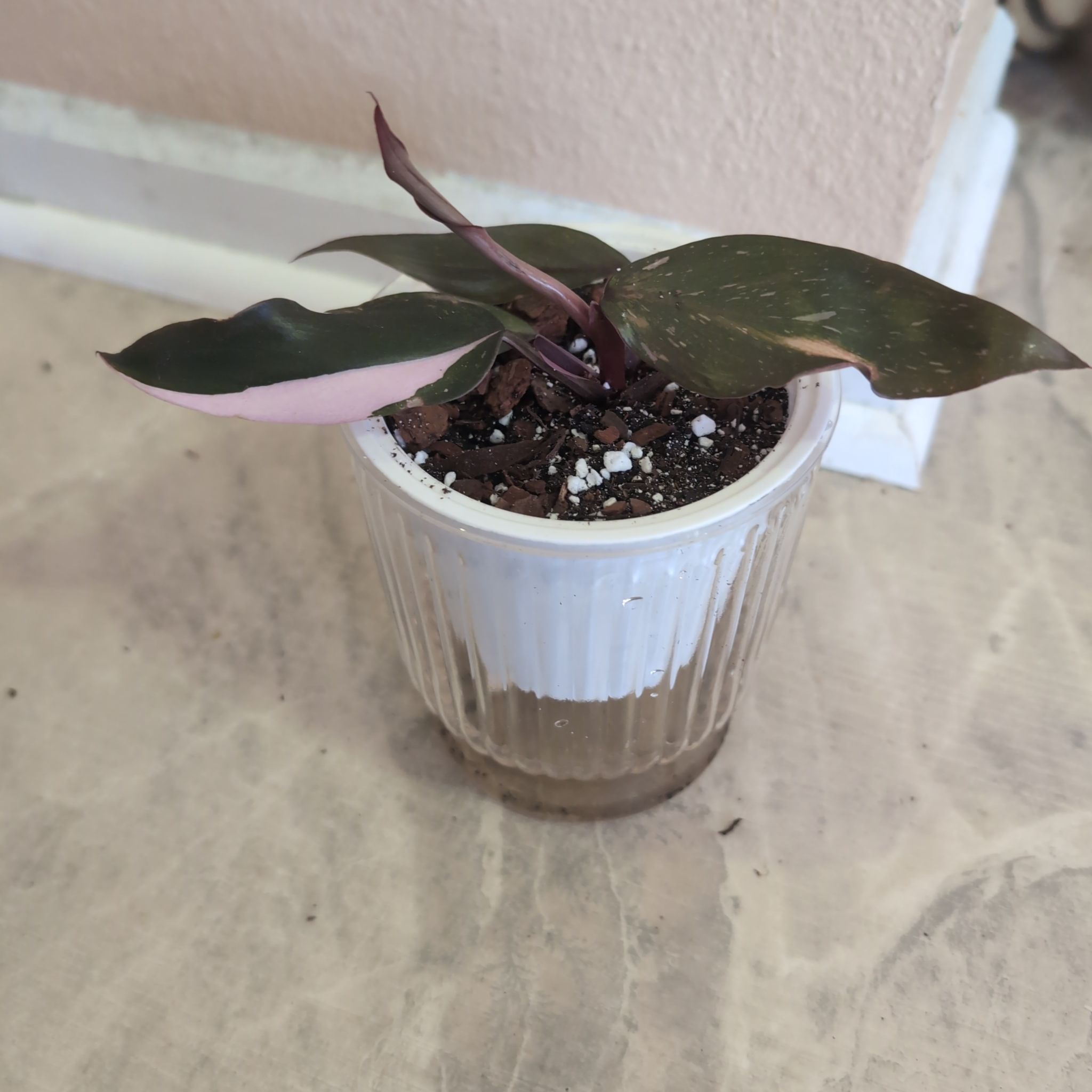 Photo of the plant species Philodendron 'Pink Marble' by @holdingmyhorses named F Philo Pink Marble on Greg, the plant care app