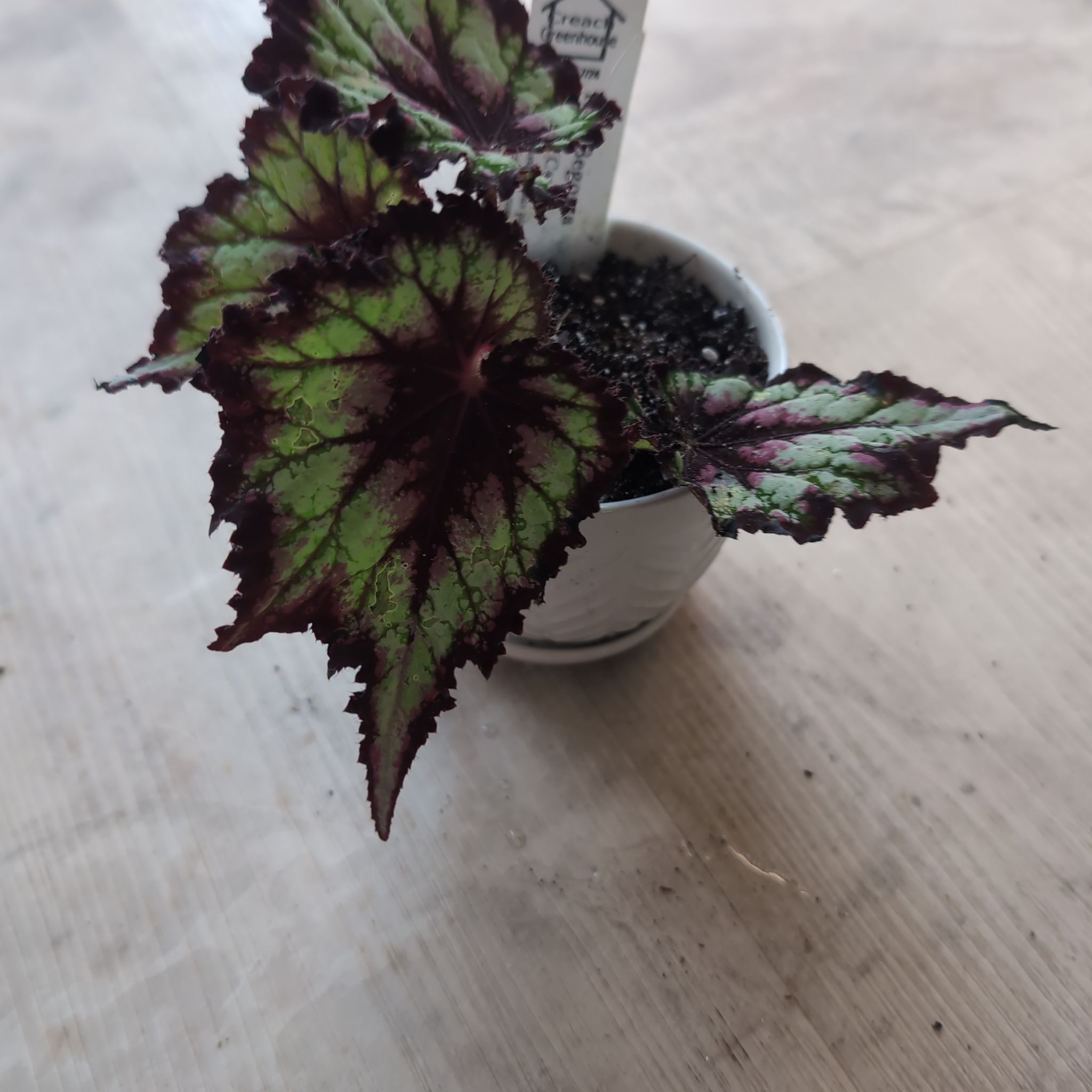 Photo of the plant species Begonia 'Steve's Leaves Cosmic Candy' by @holdingmyhorses named H Begonia Cosmic Candy on Greg, the plant care app
