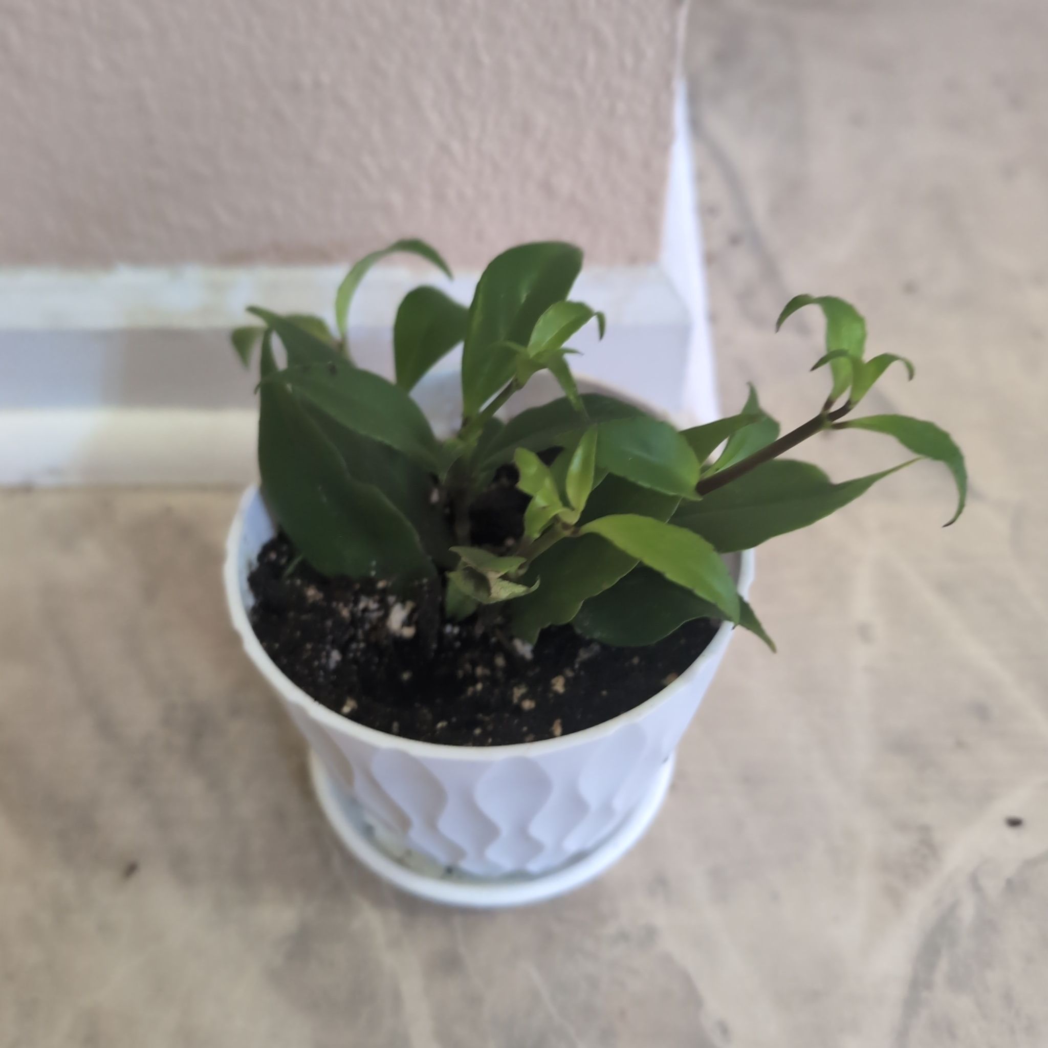 Photo of the plant species Orange Lipstick Plant by @holdingmyhorses named K Lipstick Orange on Greg, the plant care app