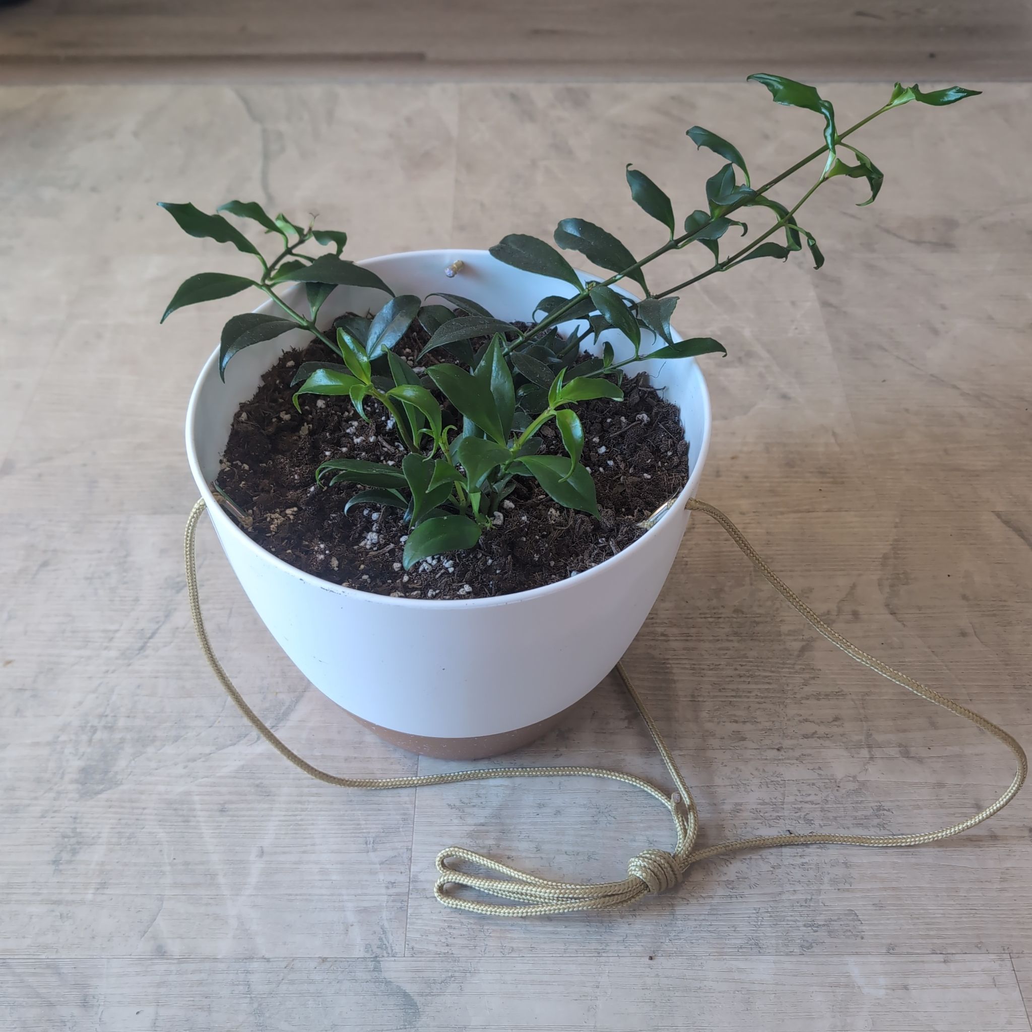 Photo of the plant species Orange Lipstick Plant by @holdingmyhorses named K Lipstick Orange on Greg, the plant care app